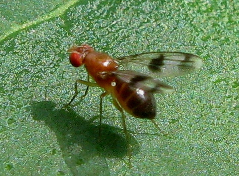 ignota moschina